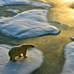 Isbjørn på isen